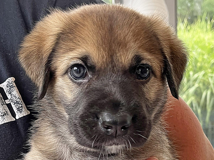 chinook puppy